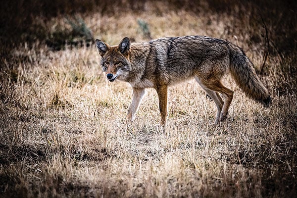 Best Loads for Coyote Hunting: Hunting Tips, Ammo Tips,  Gear Tips